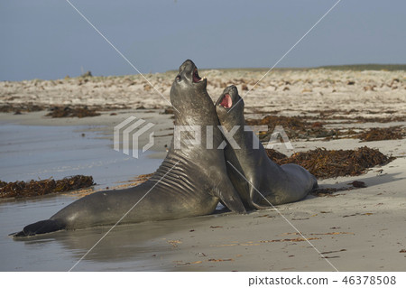 Southern Elephant Seals 46378508