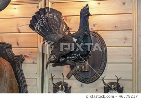 Stuffed bird black capercaillie on wooden wall. 46379217