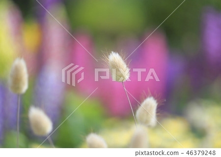 Lagrass shot with a macro lens Lagrass shot with a macro lens 46379248