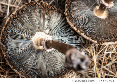 Poison toxic mushrooms dried. Poison toxic mushrooms dried. 46379793