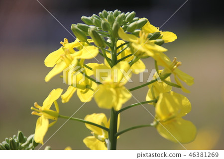 Rape blossoms 46381269