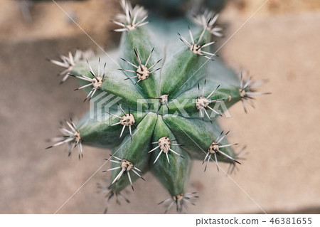 Big sanque cactus with long thorns, Top view Big sanque cactus with long thorns, Top view 46381655
