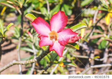 Red pink desert rose blooming. 46381678