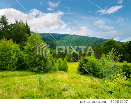 forested area in mountains forested area in mountains 46381997