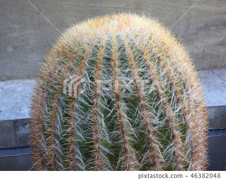 Pilosasu（黃色暮色）仙人掌/銀座索尼公園 46382048