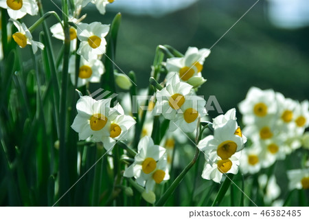 Echizen Coast Narcissus Echizen Coast Narcissus 46382485