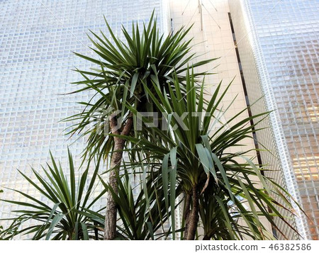 Cordyline Neo Strais / Ginza Sony Park Cordyline Neo Strais / Ginza Sony Park 46382586