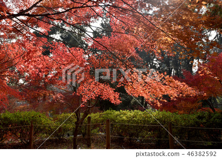 秋天的風景 秋天的風景 46382592