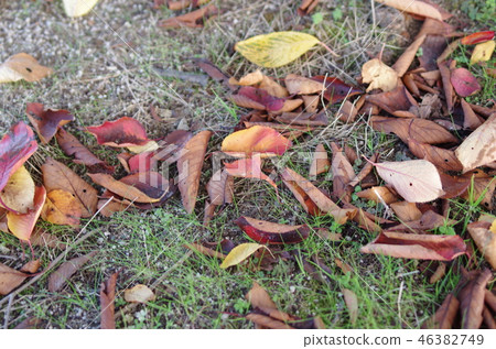 落葉 46382749
