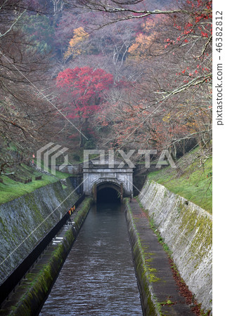 Lake Biwa water of autumn leaves 46382812