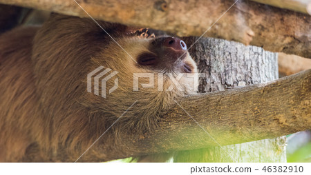 Two toed sloth sleeps upside down on a log. 46382910