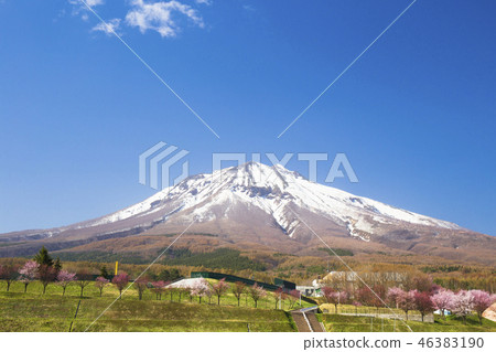 櫻花和岩山 46383190