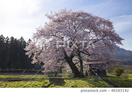 Ichinomiya Jizo Sakura 46383192