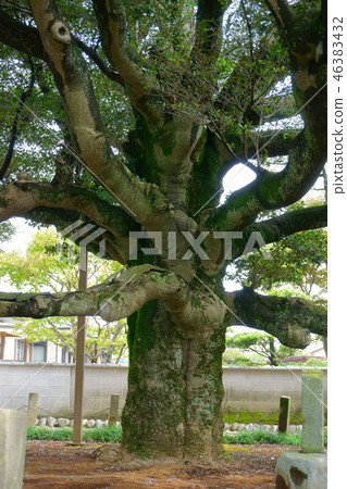 426 Mokkoku of Mabuchi Temple 426 Mokkoku of Mabuchi Temple 46383432