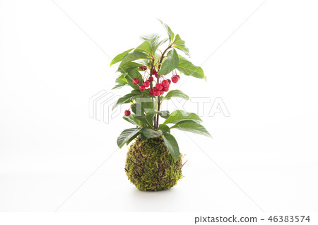 Yabu Koji Apricot ball Yabu Koji Apricot ball 46383574