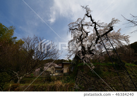 The fallen cherry blossoms of Jizo-in 46384240