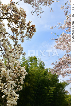 櫻花在Jizoin 46384312