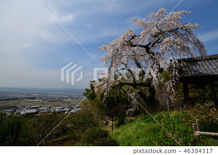 The fallen cherry blossoms of Jizo-in The fallen cherry blossoms of Jizo-in 46384317