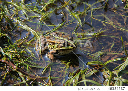 Frog in river 46384387
