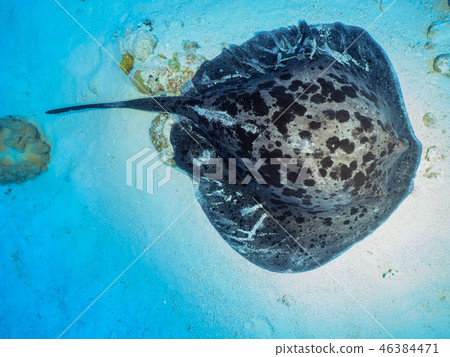 黑斑條尾魟 46384471