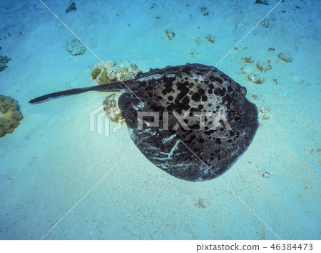 黑斑條尾魟 46384473