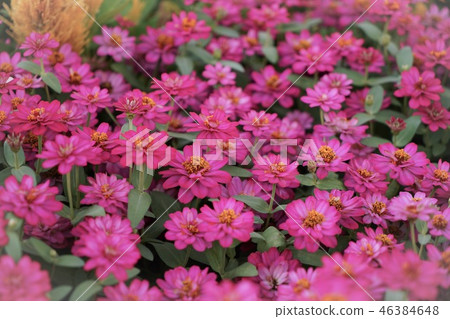 Flowers in the garden Flowers in the garden 46384648