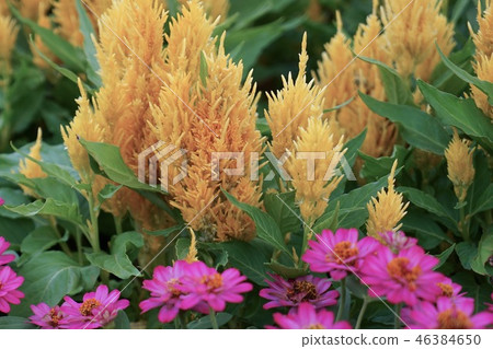 Flowers in the garden Flowers in the garden 46384650