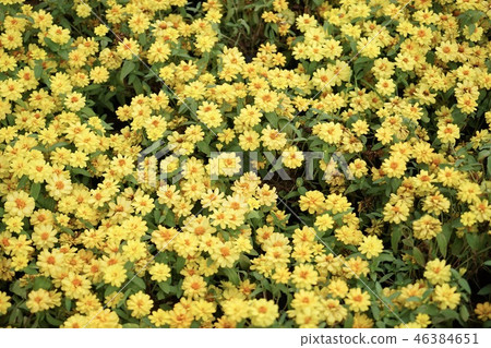 Flowers in the garden Flowers in the garden 46384651