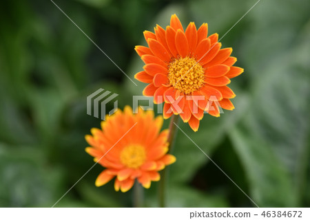 雛菊 雛菊 46384672