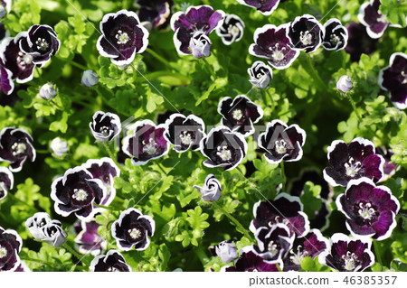 Nemophila便士黑色 46385357