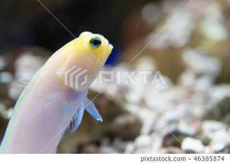 黃頭鸚鵡 46385874
