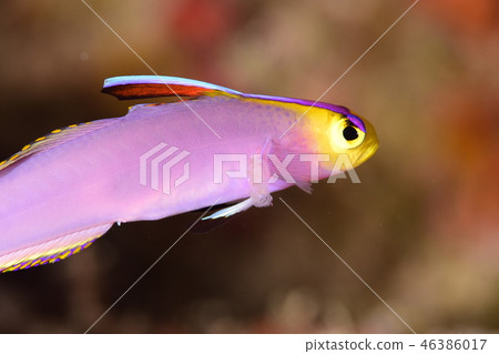 被寄生蟲襲擊的魚 被寄生蟲襲擊的魚 46386017