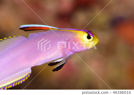 被寄生蟲襲擊的魚 被寄生蟲襲擊的魚 46386018