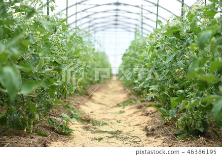 Agriculture  46386195