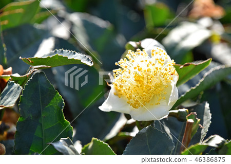 Tea flower 46386875
