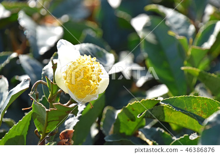 茶花 茶花 46386876