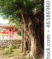 Old tree 46386960