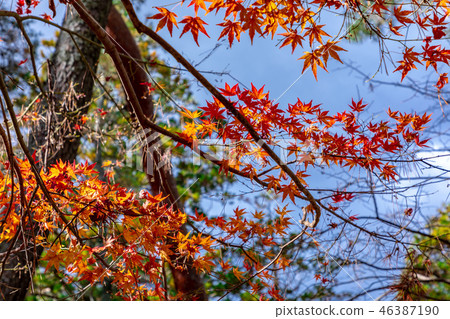 秋葉Iga上野 秋葉Iga上野 46387190