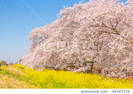 Kumagaya cherry blossoms in full bloom 46387716