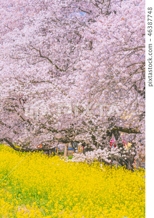 Kumagaya cherry blossoms in full bloom Kumagaya cherry blossoms in full bloom 46387748