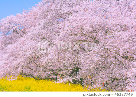 Kumagaya cherry blossoms in full bloom Kumagaya cherry blossoms in full bloom 46387749