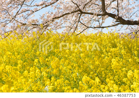 Kumagaya cherry blossoms in full bloom 46387753