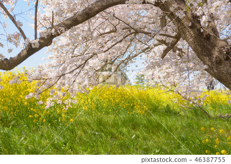 Kumagaya cherry blossoms in full bloom Kumagaya cherry blossoms in full bloom 46387755