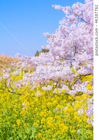 Kumagaya cherry blossoms in full bloom 46387762