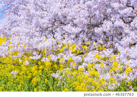 Kumagaya cherry blossoms in full bloom Kumagaya cherry blossoms in full bloom 46387763
