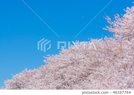 Spring Kumagaya Funicular Spring Kumagaya Funicular 46387764