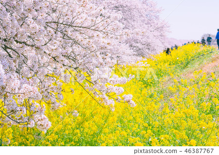 Spring Kumagaya Funicular 46387767