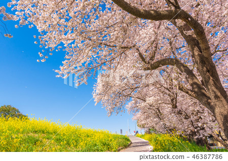 Spring Kumagaya Funicular Spring Kumagaya Funicular 46387786