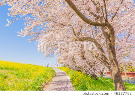 Spring Kumagaya Funicular 46387792
