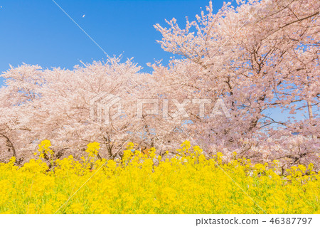 Spring Kumagaya Funicular Spring Kumagaya Funicular 46387797